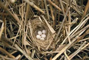 Bird Nesting Habits Drucke: Bearded-tit - nest with eggs