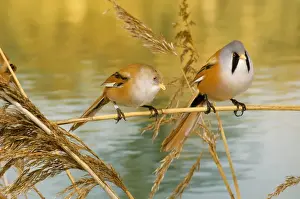 Water Birds Europe Drucke: Bearded Tit - pair