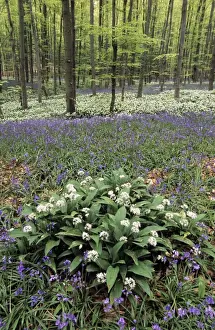 Allium Ursinum Plant Drucke: Bear's Garlic in forest
