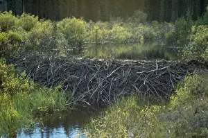 Mammal Conservation Efforts Drucke: Beaver Dam