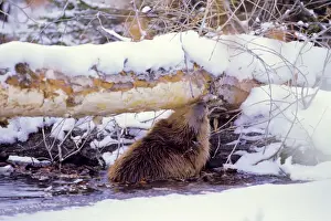 Tom And Pat Leeson Photography Drucke: Beaver - eating bark off the underside tree it has cut down, winter. MT306