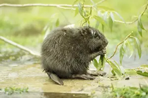 Eichhörnchen - Polen