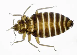 Insect Close Up Photos Drucke: Bed Bug
