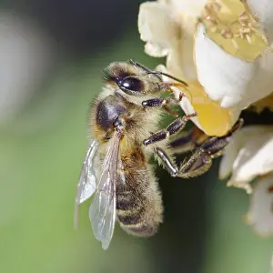 Bee On Flower Drucke: Bee - on flower