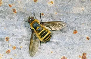 Drucke von SPH-2770 Bienenfliege ruft zu Sonnenbaden (Aussage der Flügelfärbung, England) Bilder Datiert 2008 Mai: Biene Fliege - Sonnenbaden (Hinweis an die Federveination, Großbritannien)