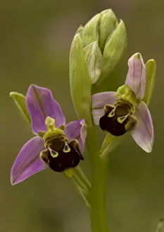 Mimicry In Nature Photos Drucke: Bee orchid