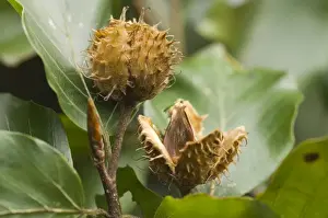 Beech Tree Drucke: Beech Beech-nuts in autumn