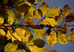 Personal Display Art Prints Drucke: Beech foliage in autumn
