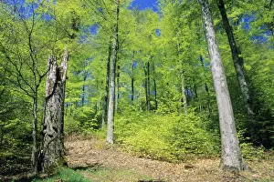 German Woodland Scenes Drucke: Beech Forest - in spring time, Lower Saxony, Germany
