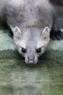 Germany Animal Pictures Drucke: Beech / Stone Marten - drinking from pool, Hessen, Germany
