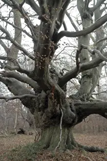 Winter Woodland Scenes Drucke: Beech Tree: an ancient pollard in winter, Ashridge, Chilterns. UK