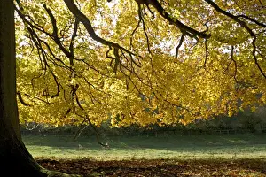 European Beech Tree Images Drucke: Beech tree - Backlit in autumn colours. Westonbirt Arboretum Tetbury UK