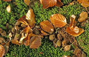Beech Leaves Drucke: Beech Tree - fallen leaves & Mast