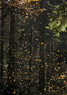 Beech Tree Leaves Drucke: Beech Tree - Falling leaves