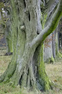 Fagus Sylvatica UK Drucke: Beech Tree - stem and branches in autumn. Northumberland, UK