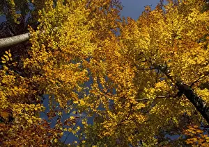 European Beech Tree Pictures Drucke: Beech Trees - In Autumn