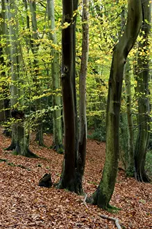 European Beech Tree Pictures Drucke: Beech trees - smooth trunked in Autumn. Groombridge Woods - East Sussex - UK. October