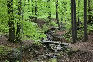 Woodland Water Features Drucke: Beech Wood - and stream in spring