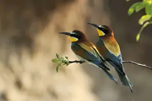 Stefan Meyers Photographer Drucke: Beeeater - two, Austria