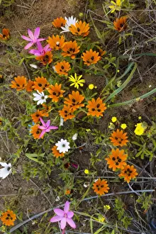 African Flowering Plants Drucke: Beetle daisy (Gorteria diffusa ssp)