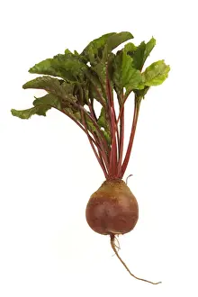 Edible Plants Drucke: Beetroot
