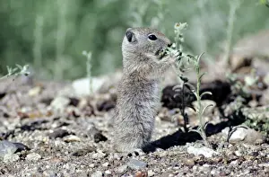 Wildlife Mammal Photos Drucke: Belding's Ground Squirrel