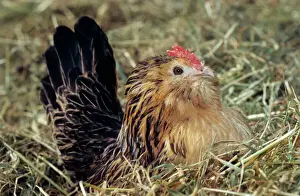 Drucke von ME-1422 Belgischer Bockkäfer von Nest Johann De Meester Bitte beachten Sie, dass Drucke nur für persönliche Anzeigezwecke gedruckt werden und nicht reproduziert werden dürfen Hühner Drucke: Bek Flemisch Kämpfer - auf dem Nest