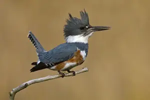 Jim Zipp Wildlife Photography Drucke: Belted Kingfisher