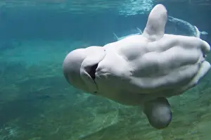Marine Life Photography Prints Drucke: BELUGA WHALE