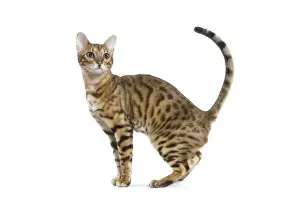 Unique Pet Portraits Online Drucke: Bengal Cat - in studio