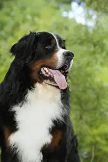 Single Dog Breed Drucke: Bernese Mountain Dog