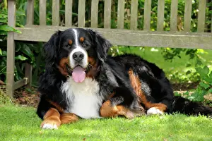 Berner Sennenhund - auf dem Gras liegen