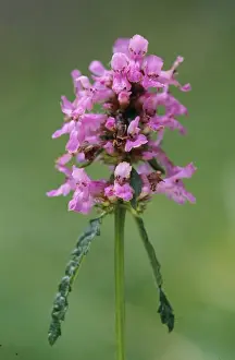 Stachys Officinalis Drucke: Betony