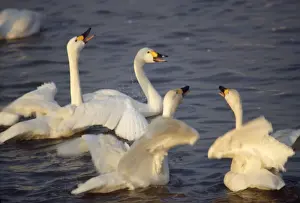 Birds In Water Drucke: Bewick Swan - display