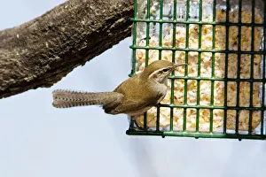 Personal Use Artwork Only Drucke: Bewick's Wren