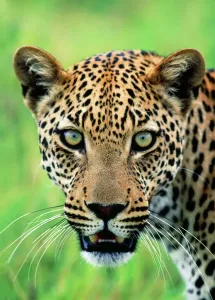 Drucke von HAY-291-M1 Leopard - Näherung zum Kopf von Panthera pardus Hayden Oake Bitte beachten Sie, dass Drucke nur für persönliche Anzeigezwecke gedacht sind und nicht reproduziert werden dürfen Leopard Drucke: Leopard