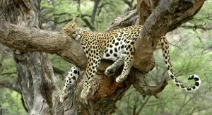 Drucke von WAT-8072 Leopard - ruht in Baum Namibia, Afrika Panthera pardus M. Watson Bitte beachten Sie, dass Drucke nur zum persönlichen Anzeigen und nicht auf andere Weise vervielfältigt werden dürfen Leopard Drucke: Leoparden Namibia