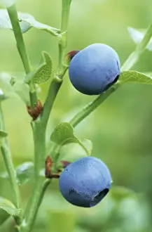 Bilberry Fruit Images Drucke: Bilberry