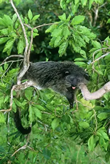 Drucke von JPF-10556 Binturong/Bearkat ruhtet im Baum Philippinen Arctictis binturong Jean Paul Ferrero Bitte beachten Sie Binturong Drucke: Binturong/ Bärenkatze - ruht im Baum