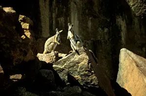 Australian Native Wildlife Photos Drucke: BIR00321
