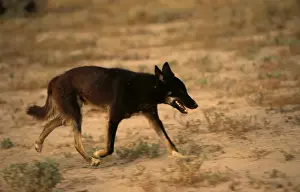 Australian Native Animals Pictures Drucke: BIR00375