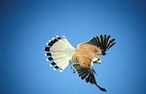 Australian Birds In Flight Drucke: BIR0246d
