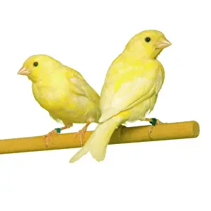 Bilder Datiert 2010: Vogel - zwei Kaninchen auf Sitzplatz
