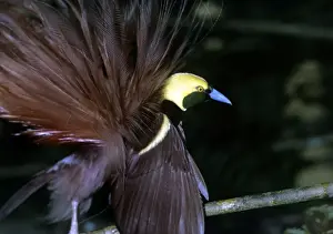 Vögel des Paradieses