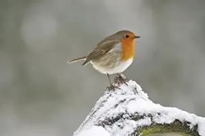 European Robin Images Drucke: BIRD. Robin in snow