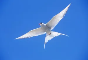 Arctic Tern Migration Drucke: Arctic Tern - in flight