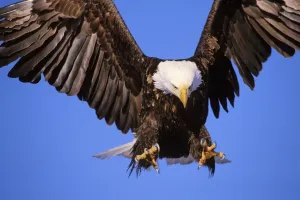 Drucke von TOM-711 Adler - Im Flug vor dem Landen Alaska, USA Haliaeetus leucocephalus von Tom und Pat Leeson Bitte beachten Sie Leucocephalus Drucke: Bald eagle - Im Flug vor dem Landen in Alaska SE3845