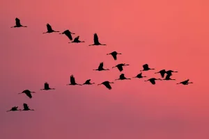 Common Crane Silhouette Drucke: Common Crane