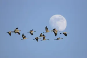 Common Crane Images Drucke: Common Cranes
