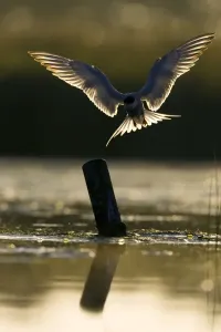 UK Wildlife Prints Drucke: Common Tern